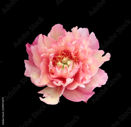 Beautiful pink peony isolated on a black background