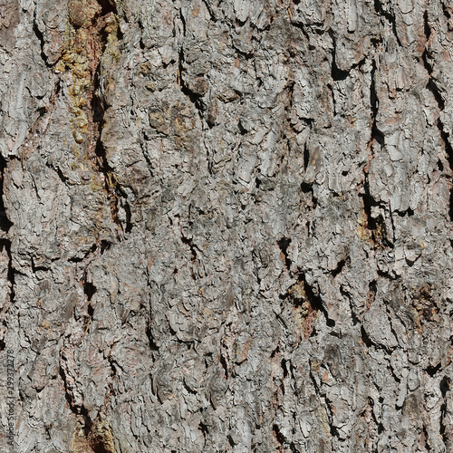 Old fir tree bark seamless texture. Closeup photo