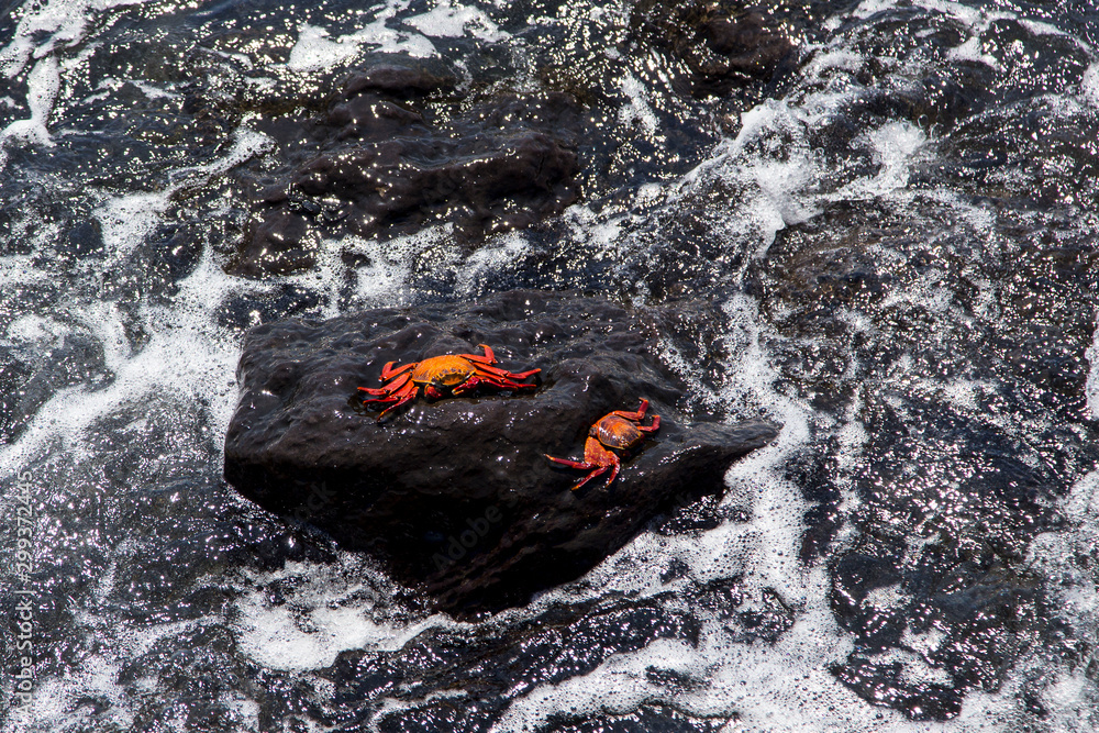 Aerial view of two red painted ghost crabs on dark rock in foamy sea water during sunny day, Puerto Baquerizo Moreno, San Cristobal, Galapagos, Ecuador Aerial view of two red painted ghost crabs on dark rock in foamy sea water during sunny day, Puerto Baquerizo Moreno, San Cristobal, Galapagos, Ecuador