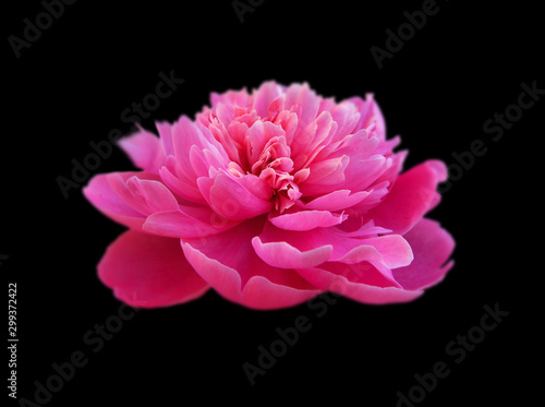 Beautiful pink peony isolated on a black background