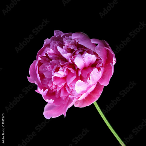 Beautiful pink peony isolated on a black background © FloralShot