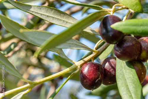 Aceituna madura en el olivo