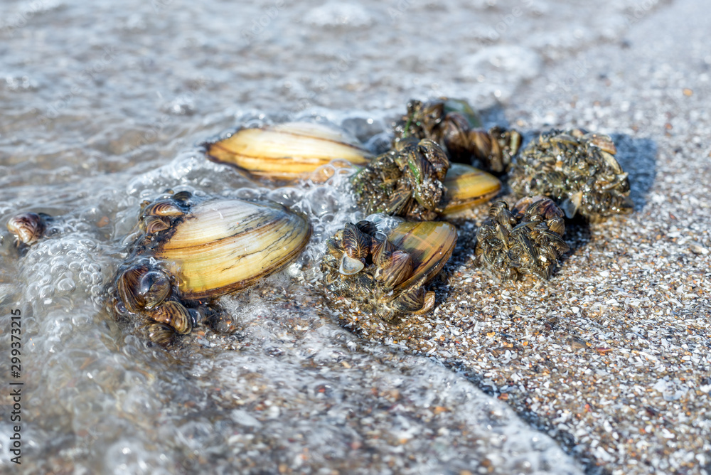 Large and small river shells in the sand on the beach. Close-up of breeding shells on the beach. Baby shells glued to big moms grow to be separated. Living marine organisms in the water