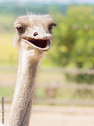 Ostrich portrait smiling funny kind