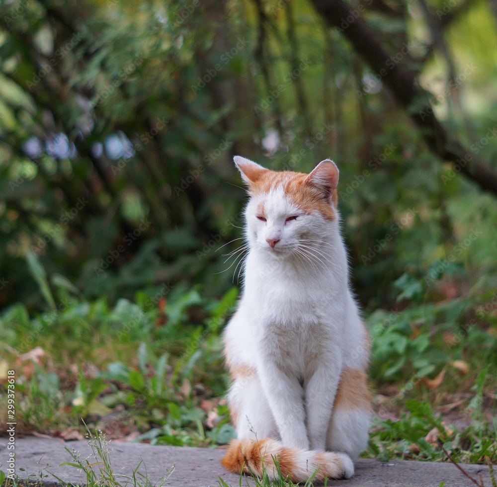 beatifull red street cat sitting on the path beatifull red street cat sitting on the path