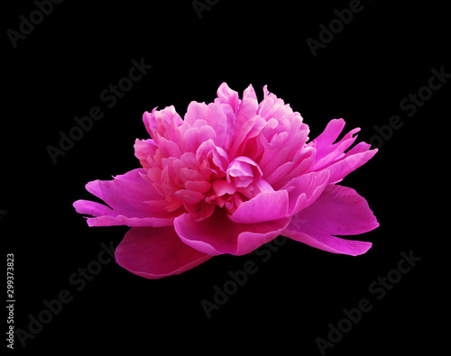 Beautiful pink peony isolated on a black background