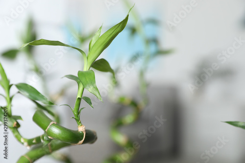 Bamboo stems on blurred background, closeup. Space for text