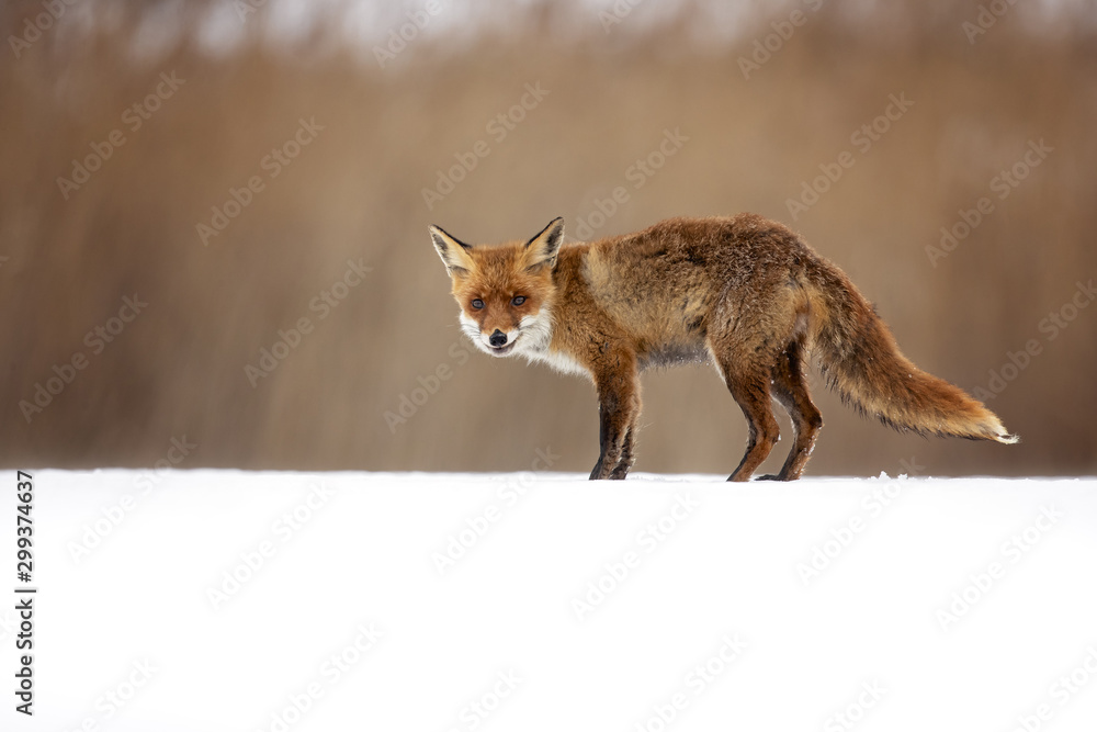 The red fox (Vulpes vulpes) is the largest of the true foxes and one of the most widely distributed members of the order Carnivora The red fox (Vulpes vulpes) is the largest of the true foxes and one of the most widely distributed members of the order Carnivora