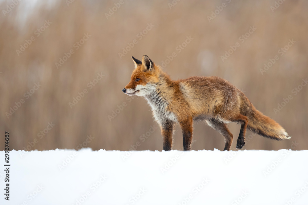 The red fox (Vulpes vulpes) is the largest of the true foxes and one of the most widely distributed members of the order Carnivora The red fox (Vulpes vulpes) is the largest of the true foxes and one of the most widely distributed members of the order Carnivora