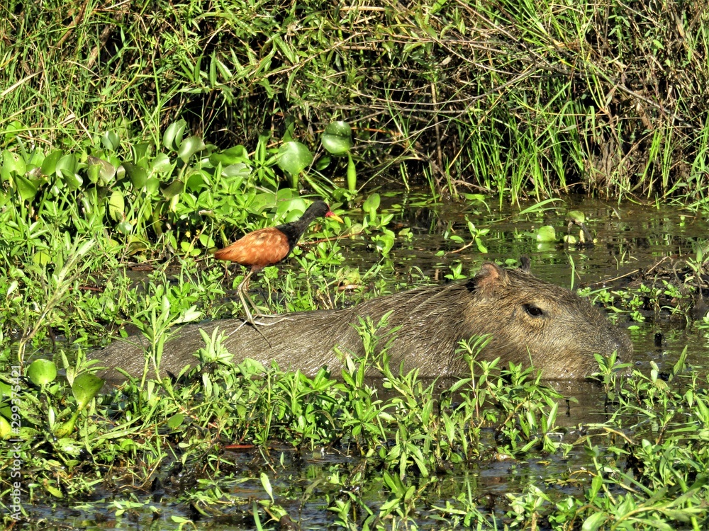 Obraz premium Freundschaft