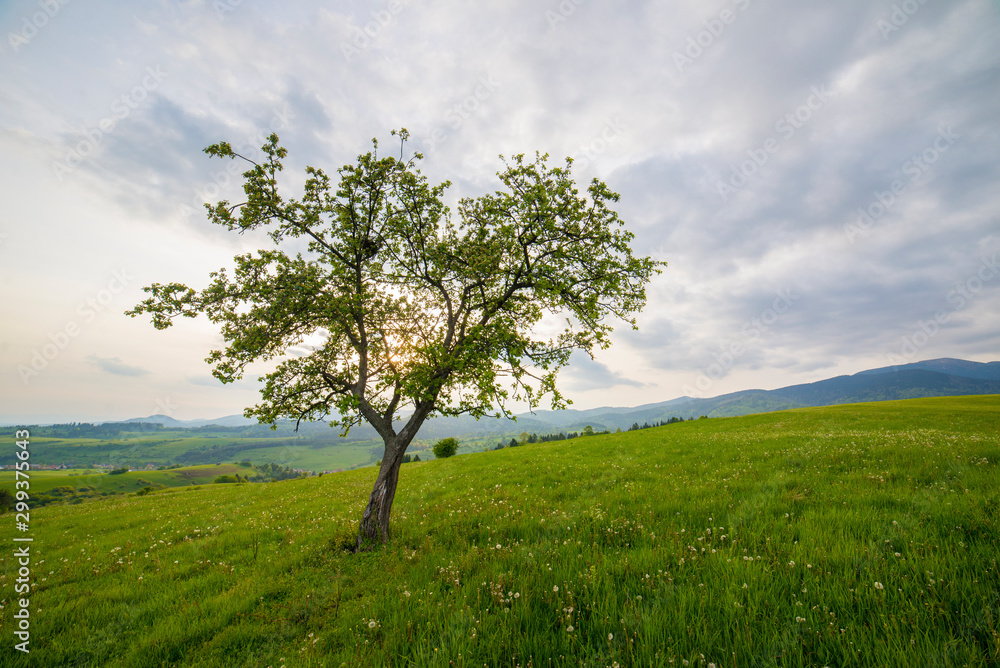 Lonely tree on a meadow