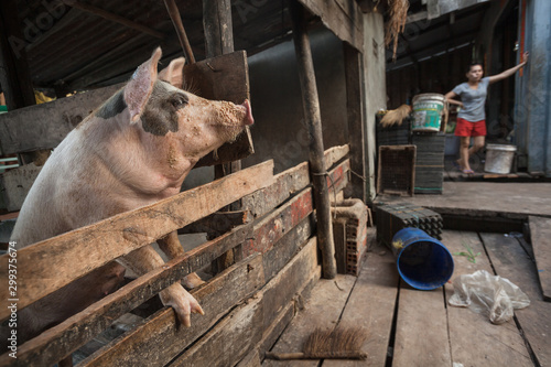 A pink pig in a wooden pigsty at the butcher's house in Prek Svay village, Koh Rong island, Cambodia photo