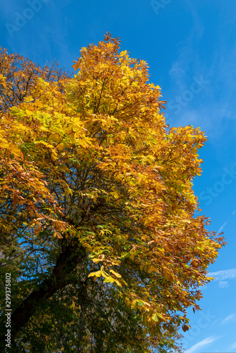 feuilles de marronniers 15