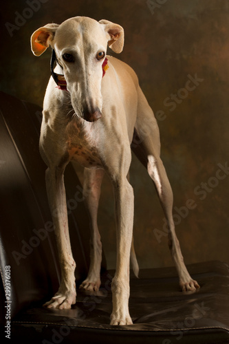 A sand-colored greyhound standing on a chair