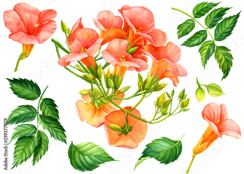 set of flowers, buds, tropical green leaves, Campsis on an isolated white background, watercolor painting, botanical illustration, floral design © Hanna
