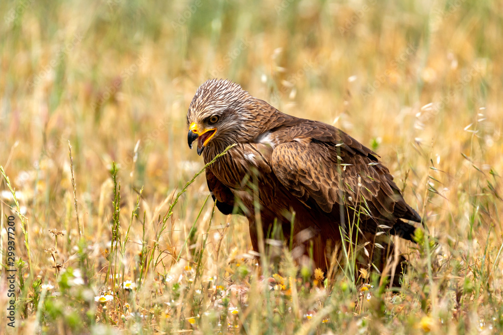 Fototapeta premium Close-up portrait of a Brown Kite