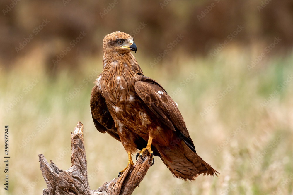 Adult of kite on a natural innkeeper Adult of kite on a natural innkeeper