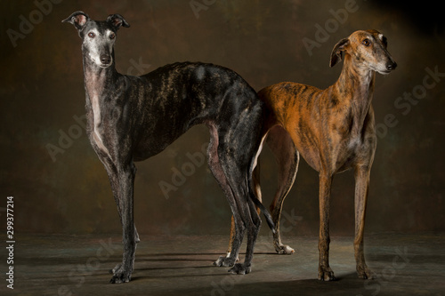 Two dogs of greyhound breed, black and tabby standing on the ground photo