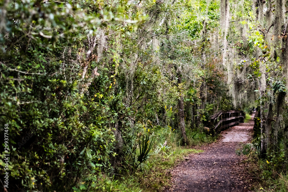 Obraz premium path in the forest