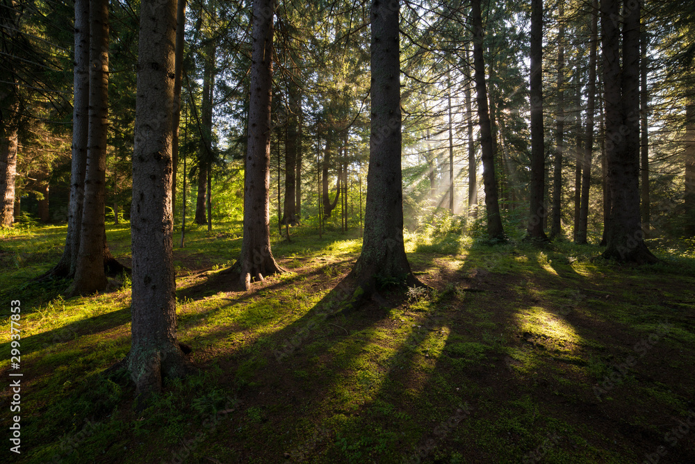 Sun rays shining through the trees in the forest