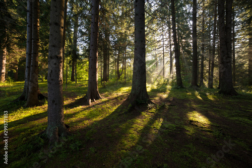 Sun rays shining through the trees in the forest © Filip
