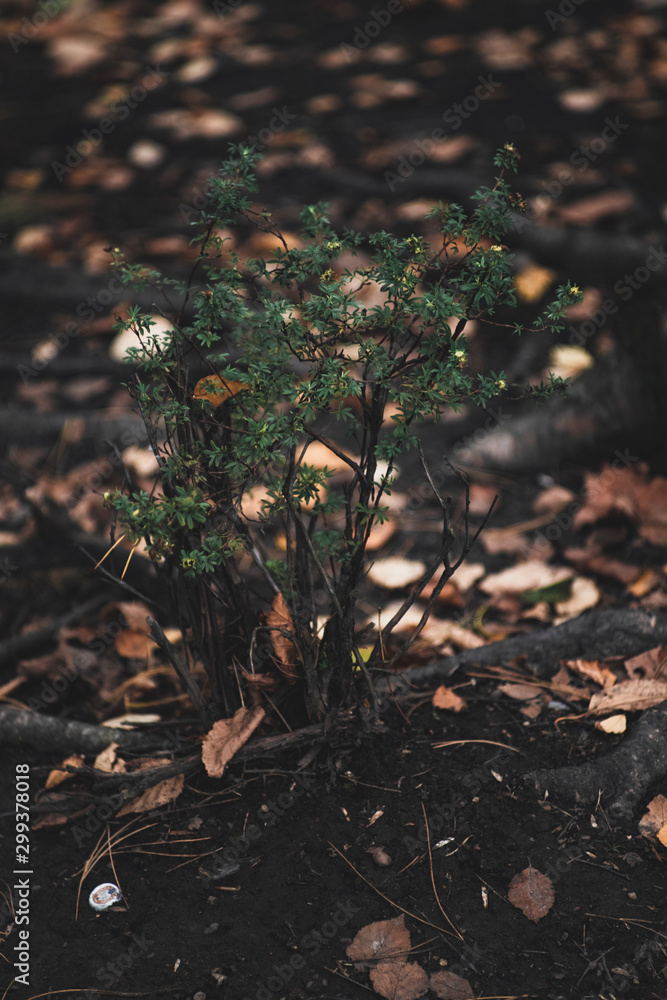 Fototapeta premium Small Tree