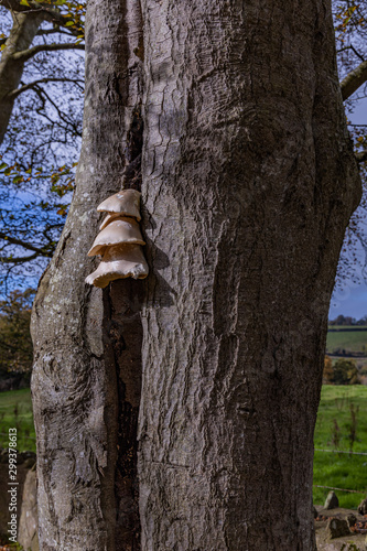 Fungi tier growing out of a split tree trunk