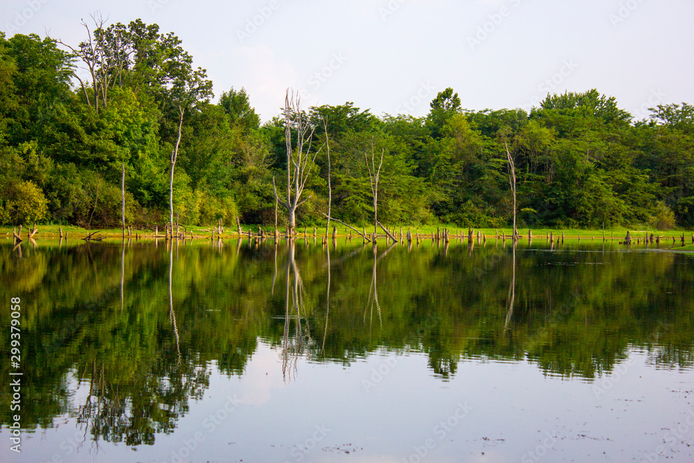 River and Trees River and Trees