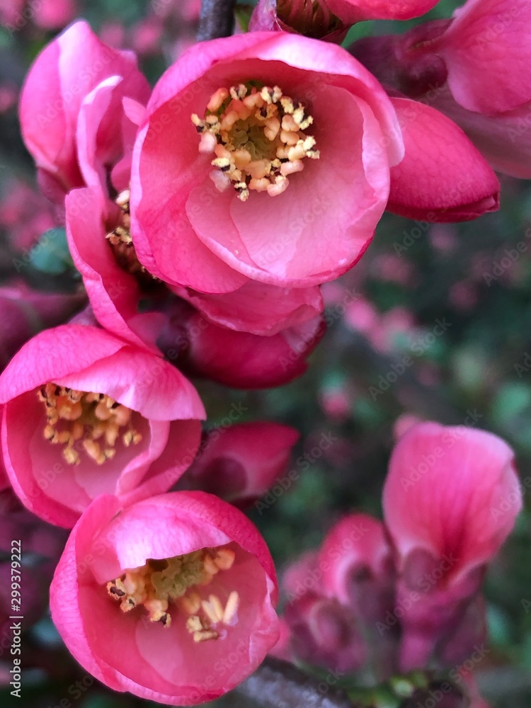 Obraz premium flower