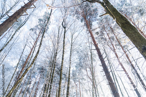 snowfall fell on winted trees on an sunny day, high treas under snow
