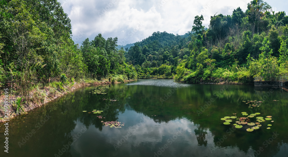 Tropical trees grow along the small river Bang Niang and Ton Chongfa Waterfall, Phang-nga, Thailand. Cloudy sky and bright tropics of Thailand