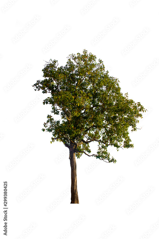 Isolated trees on white background , Single tree isolated. Green tree on white background. Isolated trees on white background , Single tree isolated. Green tree on white background.