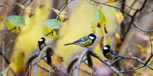 Three big tits among autumn yellow and green leaves ......