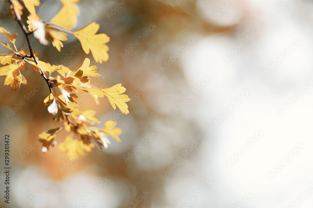 Autumn leaves, natural background