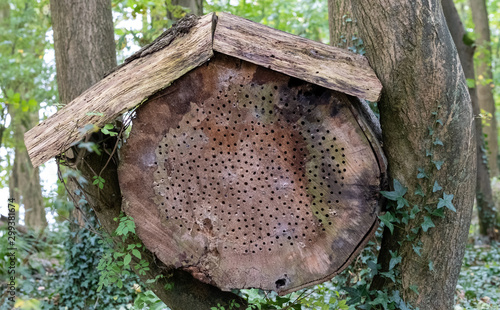 Insect house made out of a tree trunk with roof suspended between trees. Holes drilled into tree trunk for insects to nest and hibernate. Also known as a bug hotel. photo