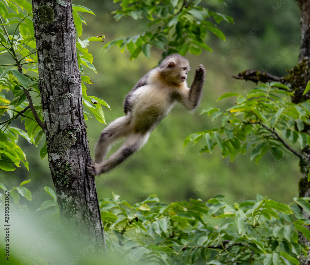Fototapeta premium black-and-white snub-nosed monkey, rhinopithecus bieti, Stupsnasenaffe