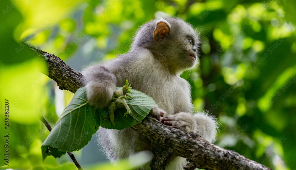 Fototapeta premium black-and-white snub-nosed monkey, rhinopithecus bieti, Stupsnasenaffe