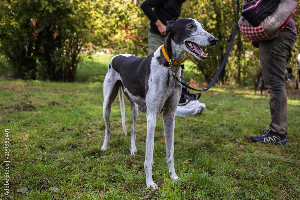 Portrait of a happy black and white pinto Spanish Greyhound Galgo dog standing on the grass