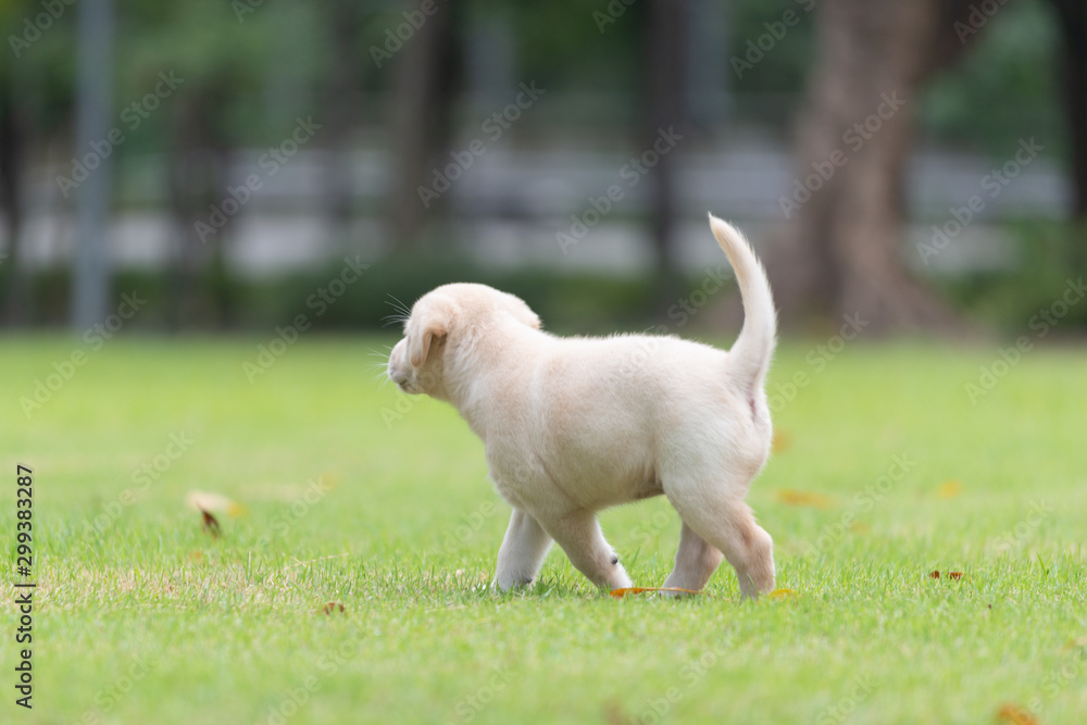 Side view of puppy dog walking on playground green yard Side view of puppy dog walking on playground green yard