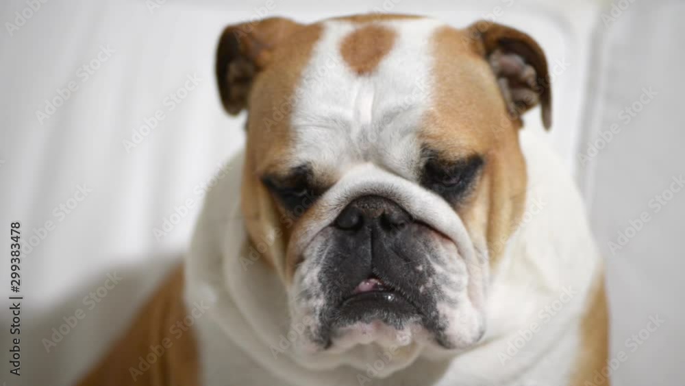 close-up of an english bulldog sleeping on the sofa close-up of an english bulldog sleeping on the sofa
