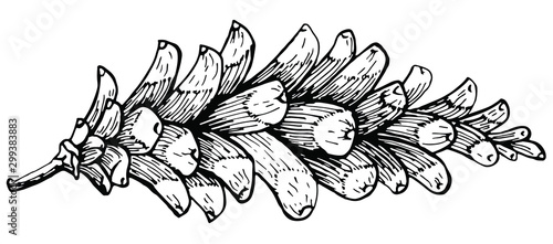Pine cone on white background. Hand drawn sketch. Vector illustration. Traditional Christmas decoration symbol for greeting card, poster, textile, banner, website.