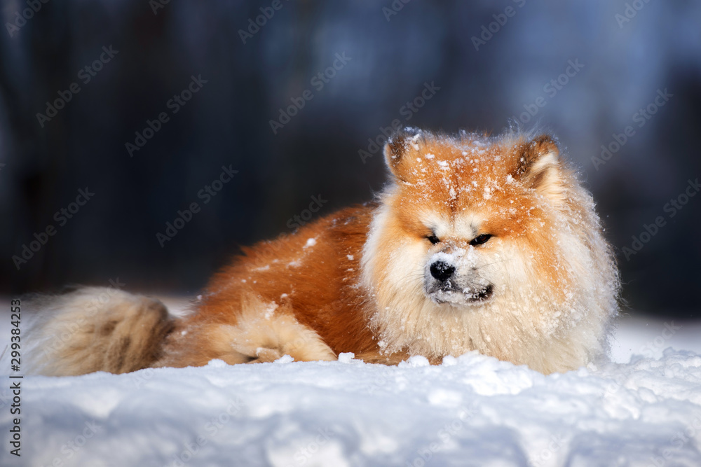 adorable fluffy akita inu dog outdoors in winter