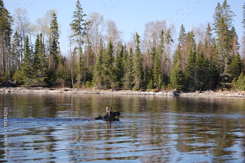 Moose swimming, Lac Seul, Ontario, Canada.