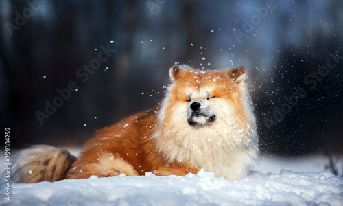 funny akita inu dog lying down on the snow © otsphoto