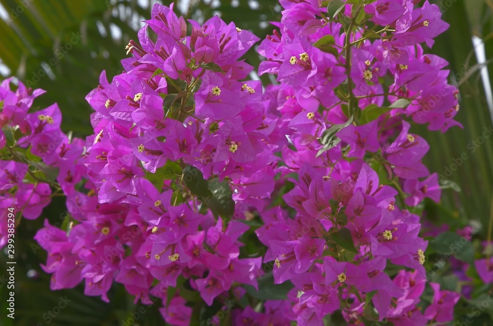 Obraz premium Flowers 2
