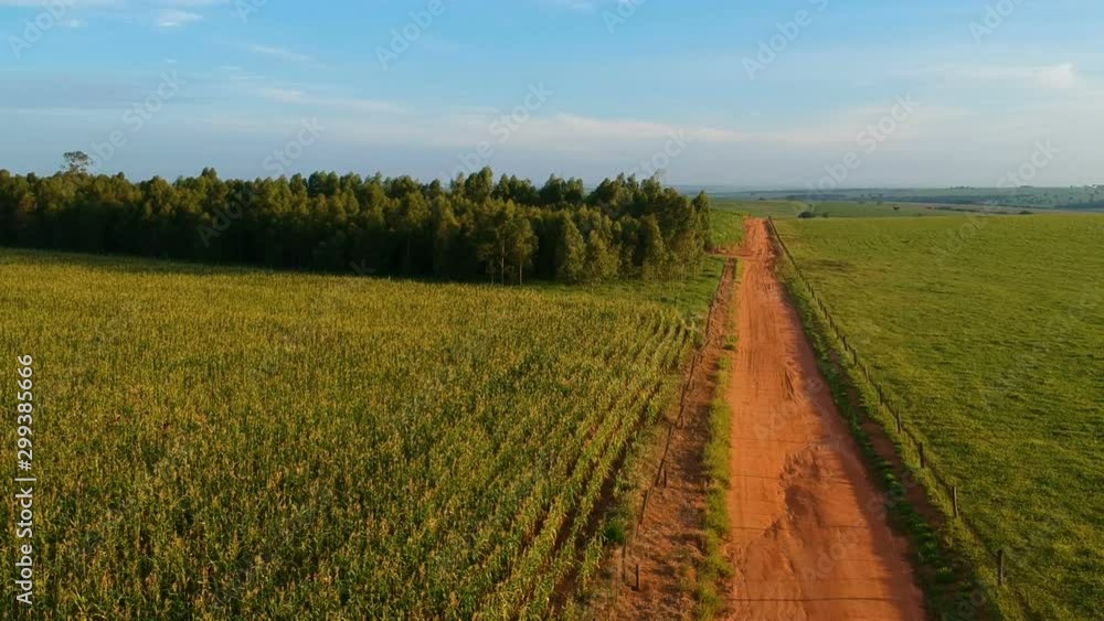 Aerial view of country road with eucalyptus forest, corn field and cattle on pasture in Brazil Aerial view of country road with eucalyptus forest, corn field and cattle on pasture in Brazil
