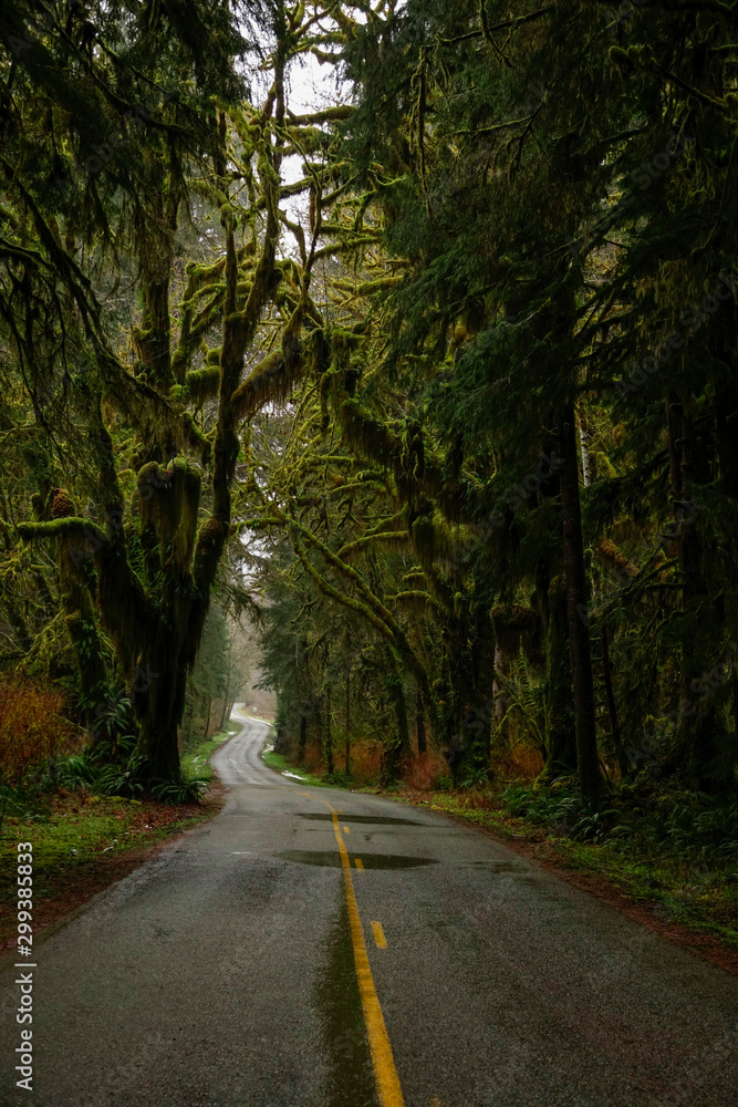 VERTICAL: Scenic shot of old mossy trees surrounding the empty asphalt road.