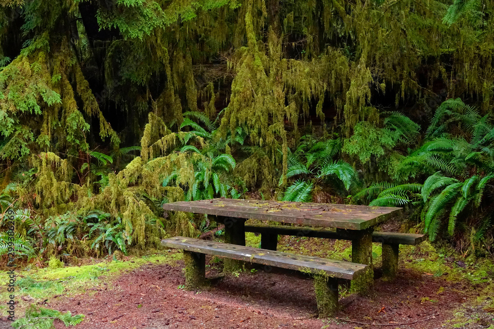 CLOSE UP: Empty picnic table and benches are left abandoned in Hoh Rainforest CLOSE UP: Empty picnic table and benches are left abandoned in Hoh Rainforest