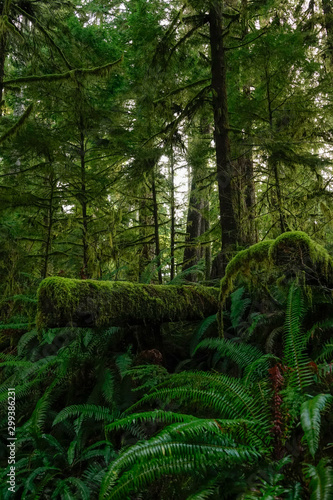 VERTICAL: Old tree chopped down in Hoh Rainforest is covered by lush green moss.