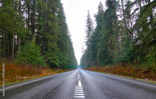 Empty asphalt highway runs through the scenic forest on the Olympic peninsula.